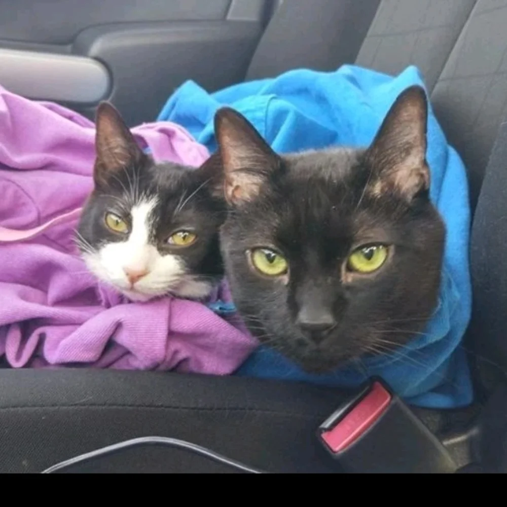Cat-in-the-bag-Green. cat carriers soft cat bags for travel, medicating